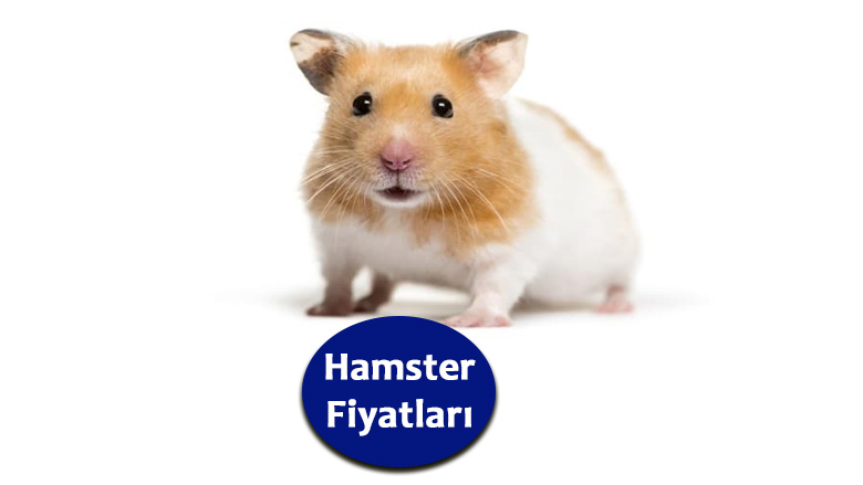 hamster fiyatları